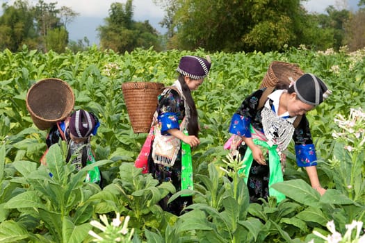 Hmong of Asia harvesting tobacco