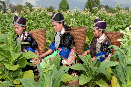 Hmong of Asia harvesting tobacco