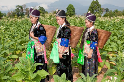 Hmong of Asia harvesting tobacco