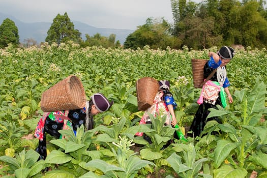 Hmong of Asia harvesting tobacco