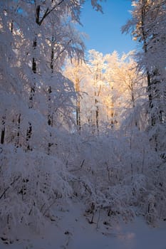 Forest clearing in winter