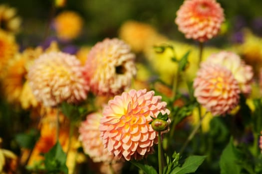 Sea of flowers of colorful summer flowers