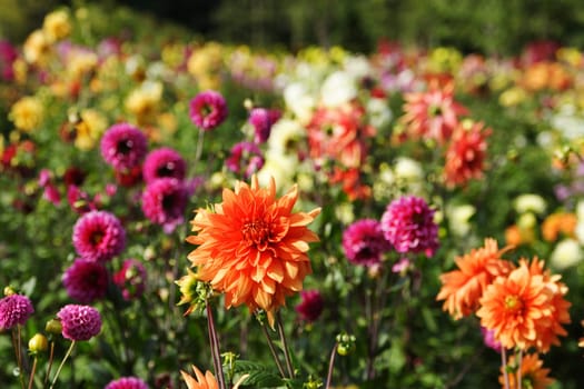 Sea of flowers of colorful summer flowers