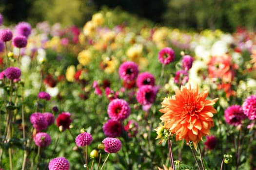 Sea of flowers of colorful summer flowers