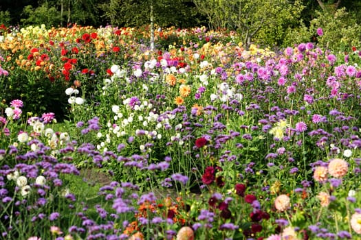 Sea of flowers of colorful summer flowers