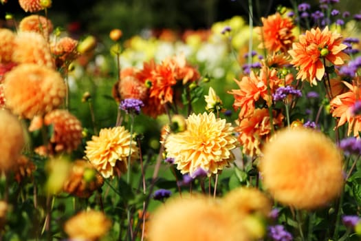 Sea of flowers of colorful summer flowers