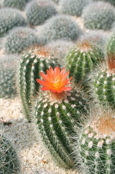 Cactus flowers