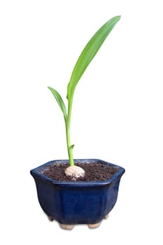 Young potted plants