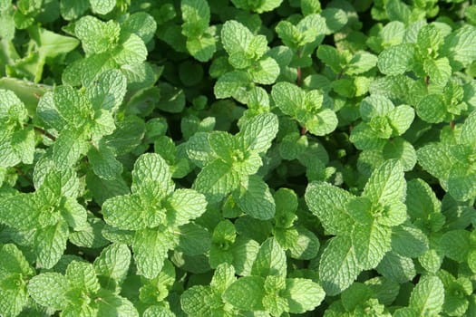 Fresh mint