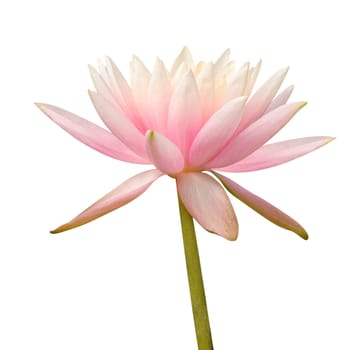 Water Lily on white – clipping path incl