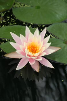 Water Lily