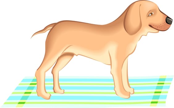 dog