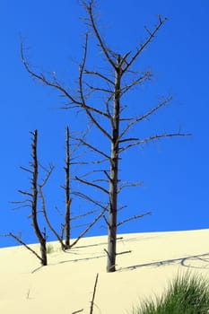 Grass and dead trees in sand dunes