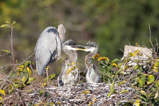 Great Blue Heron With Babies