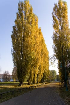 Poplar Alley