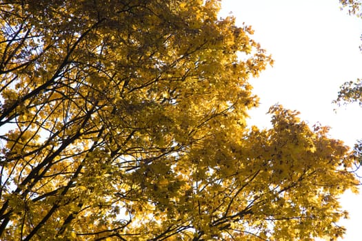 Golden Maple