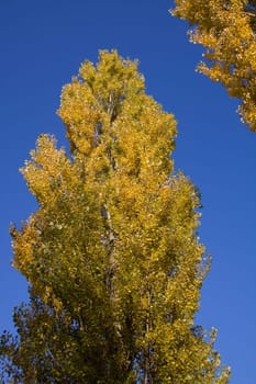 Golden Poplar