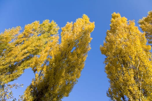 Three poplars