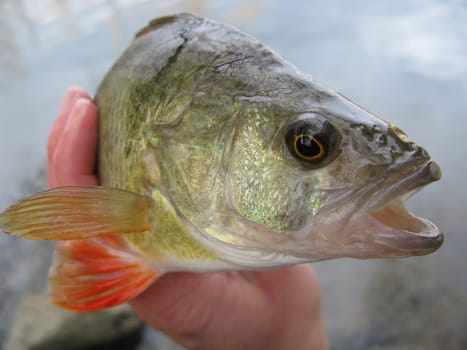 Fish - perch, bass