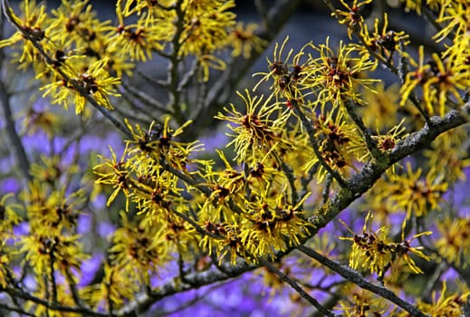 Witch hazel flowers