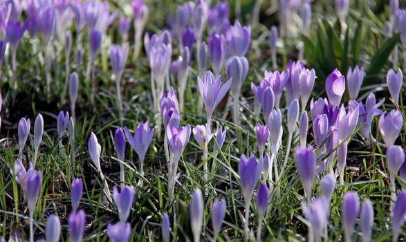 Crocuses