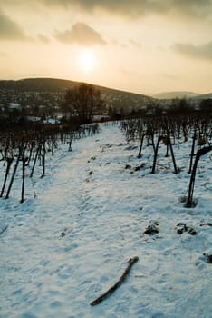 Path in the vineyard
