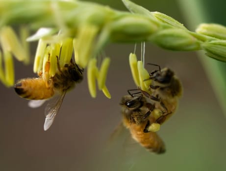 honey bees on corn flower working