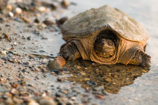 turtle reflection