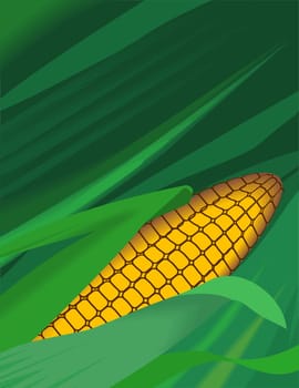 maize