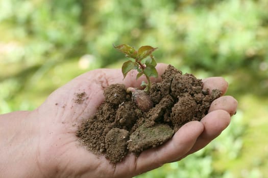 green plant
