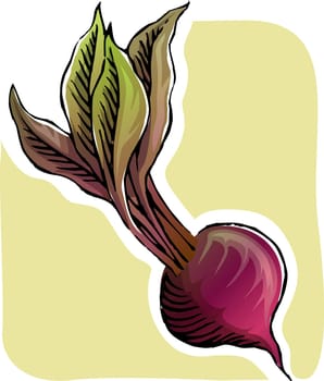 Beet root