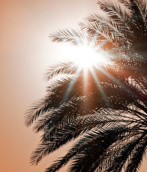 Sunny holiday under palm trees