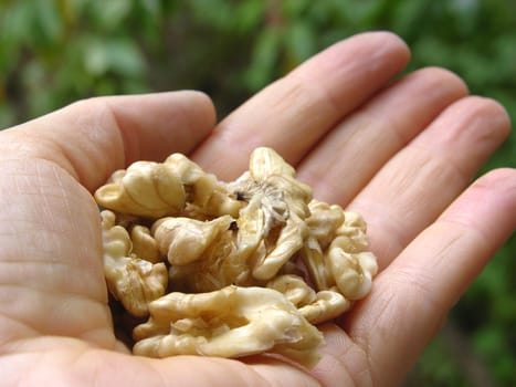 Walnut kernels in the palm of the hand