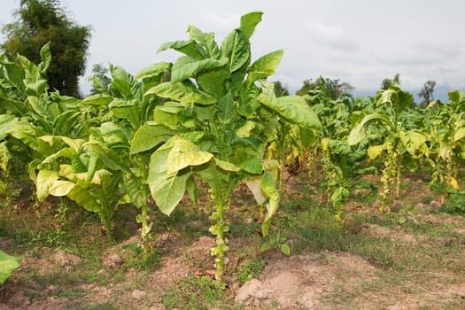 Tobacco