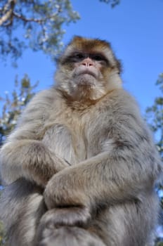Barbary macaque 2