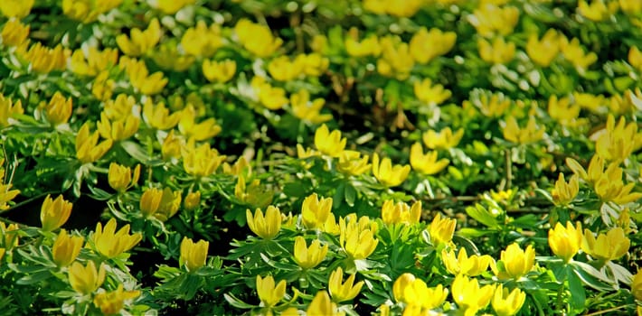 Eranthis hyemalis