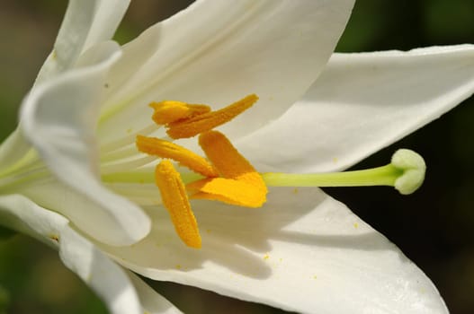 Madonna Lily,Lilium candidum