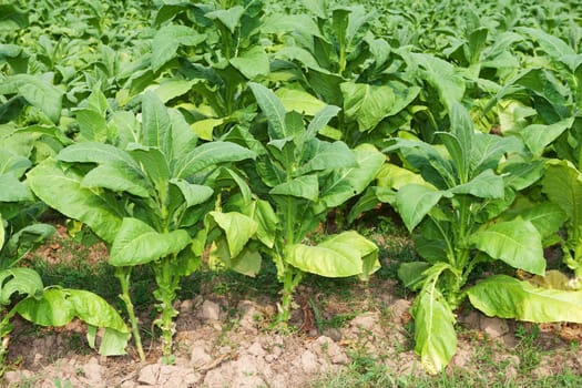 Tobacco