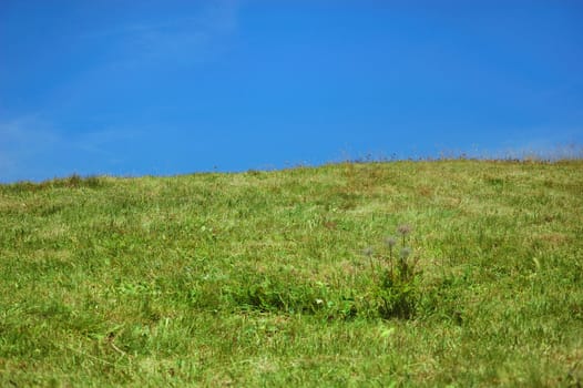 Grass and sky background