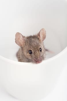mouse in a cup