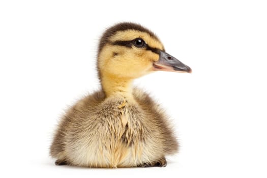 duck isolated on white