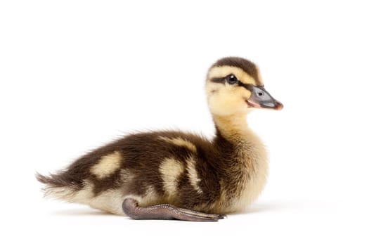 ducking isolated on white - mallard