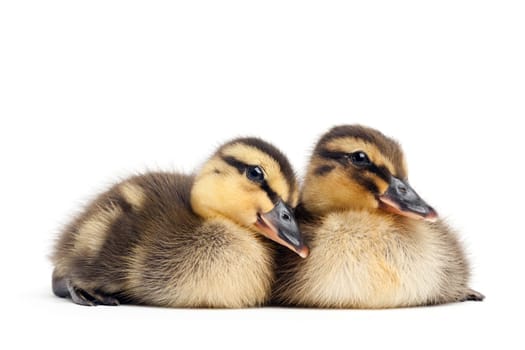 two ducklings isolated on white