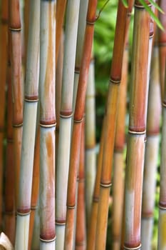 Bamboo