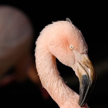 Flamingo Head