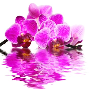 pink orchid
