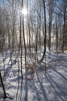 Snow Forest