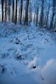 Winter in the forest