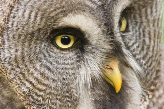 Great grey owl