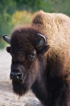 Bison or buffalo